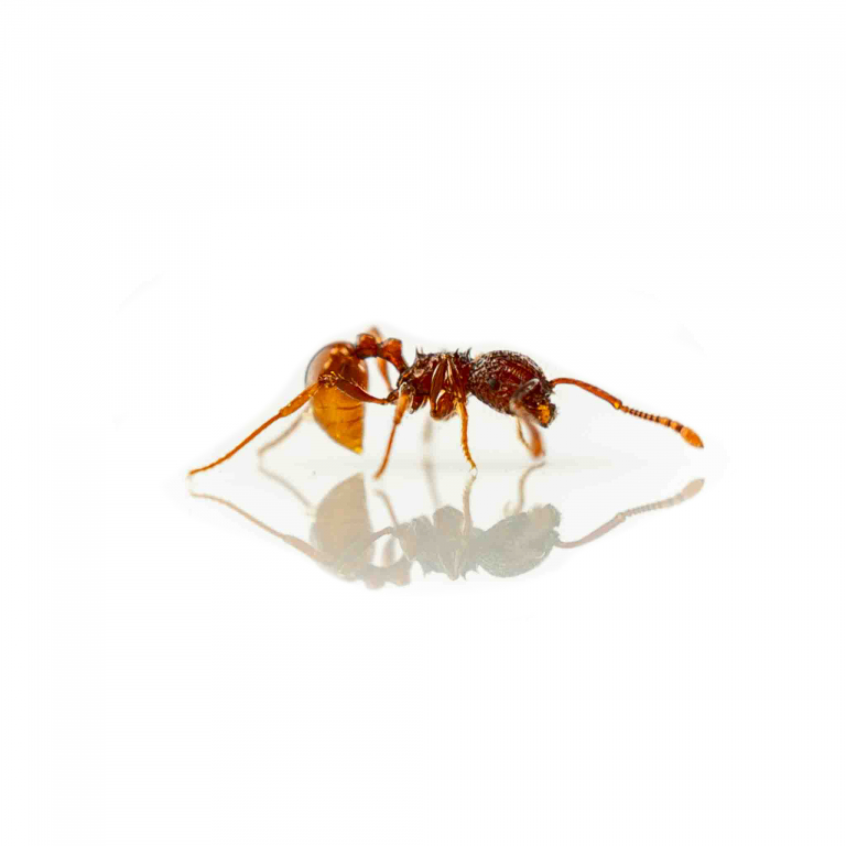 Pristomymrex punctatus